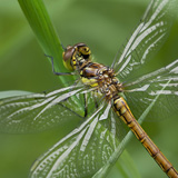 Damselflies and dragonflies